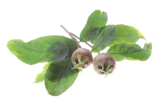 Branch of loquat (Mespilus germanica) with fruits and leaves,isolated against white background