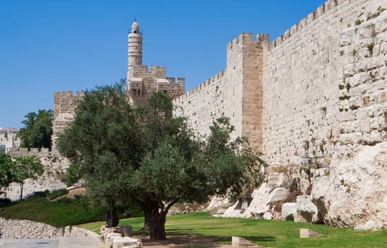 jerusalem defence wall and david tower with an olive tree and green grass