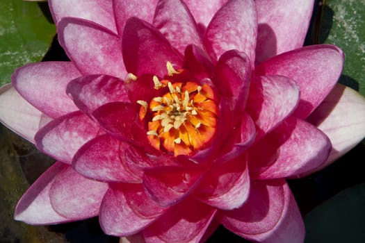 waterlily macro shot with green leaves arround