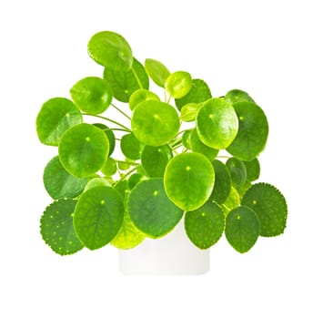 green plant with lots of round leaves isolated on white background