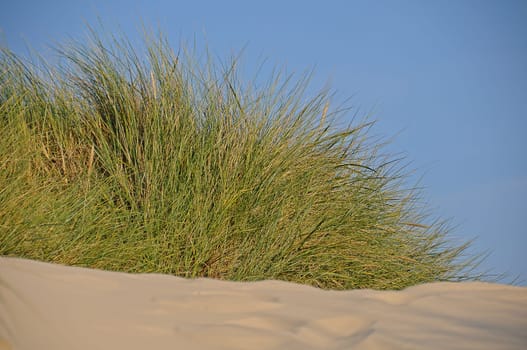 Dune