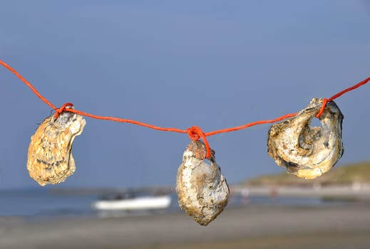 Oyster shells