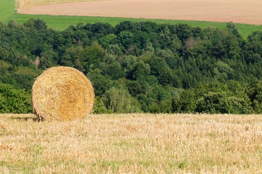 harvest time