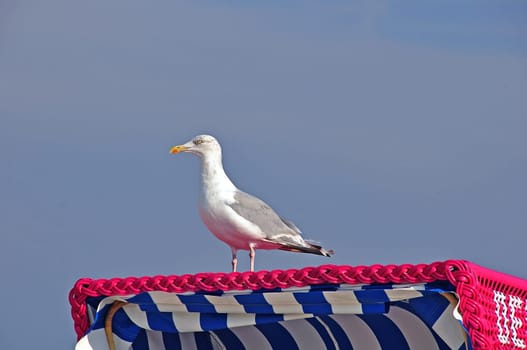 Beach chair with seagull
