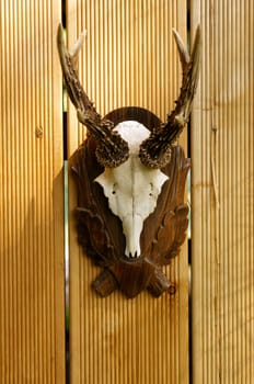 A deer antler nailed to a wooden wall.