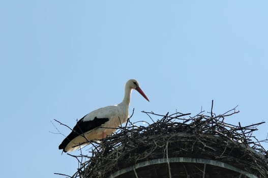 white stork