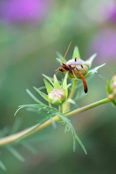 A parasitic wasp shimmys over a flower bud.
