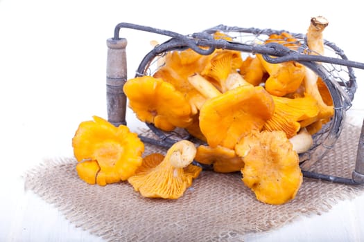 Chanterelles in a wire basket