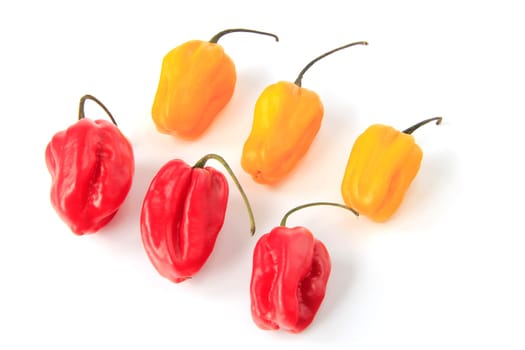 yellow and red habanero chilies (Capsicum chinense) against white background