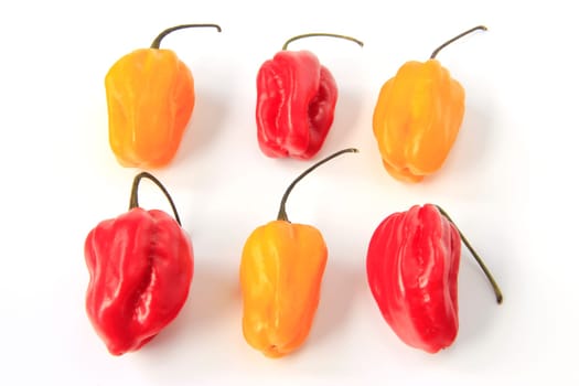yellow and red habanero chilies (Capsicum chinense) against white background