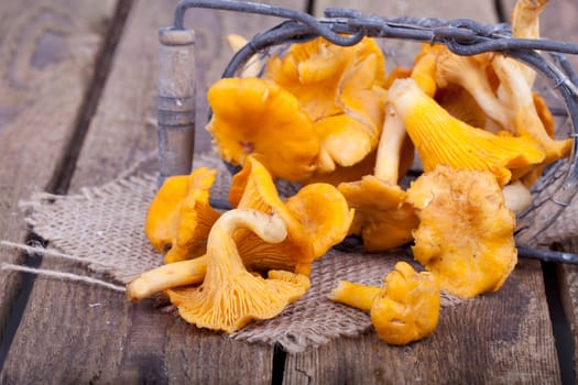 Chanterelles in the basket