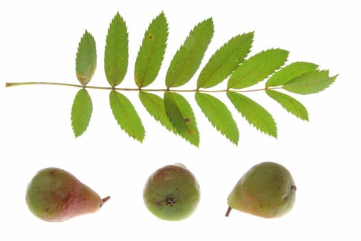 Leaf and fruits of the sparrowing tree (Sorbus domestica),isolated against white background
