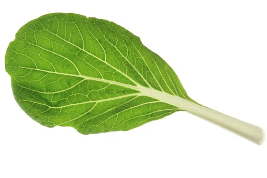 Isolated leaves of pok choi (Brassica rapa chinensis) against white background