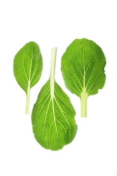 Isolated leaves of pak choi (Brassica rapa chinensis) against white background