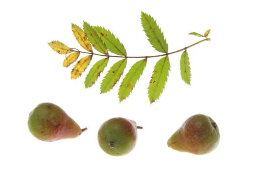 Leaf and fruits of the sparrowing tree (Sorbus domestica),isolated against white background