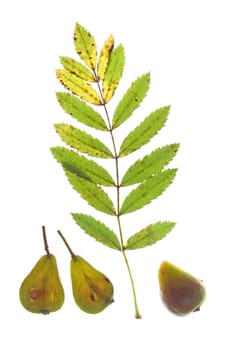 Leaf and fruits of the sparrowing tree (Sorbus domestica),isolated against white background
