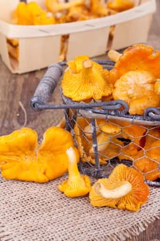 Chanterelles in the basket