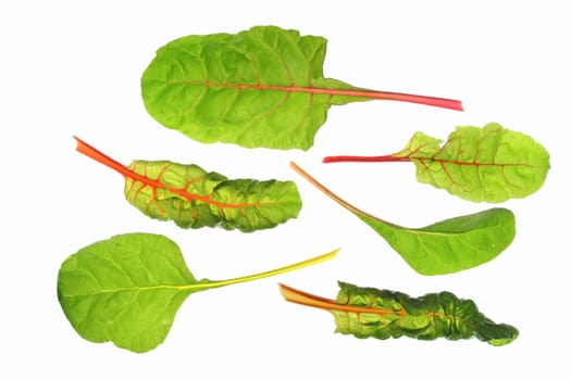 different coloured chard leaves (Beta vulgaris subsp. vulgaris),isolated against a white background