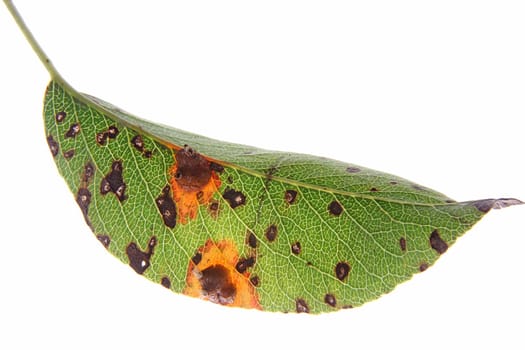 Pear tree leaves infested by pear rust (Gymnosporangium fuscum)
