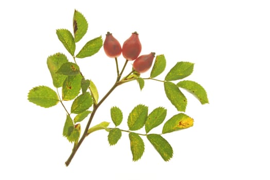 Dog Rose or Dog Rose (Rosa canina),Leaves and Fruits (Rose Hips) Isolated Against White Background