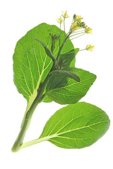 Pok Choi (Brassica rapa chinensis)