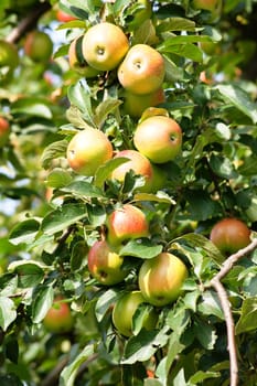 Apple tree full of fruit