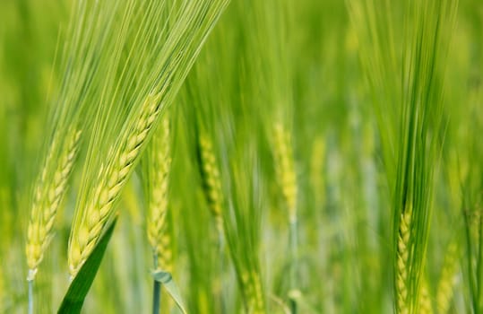 Background - Green Grain Field