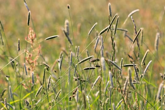 Meadow view background