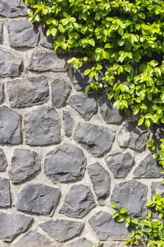 Half Stone Wall - Half Plant Vertical