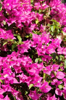 Pink Blossom Dream Background