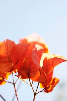 Soft leaves background