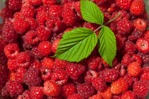 Red Fruit Raspberry background, macro shot