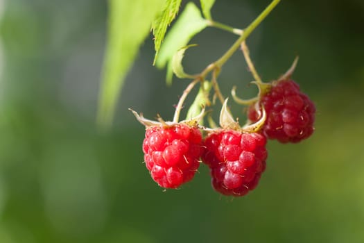 Fruit Raspberry on branch, green blured background