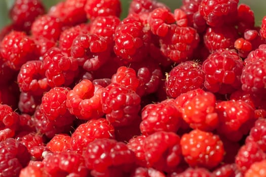 Red Fruit Raspberry background, macro shot