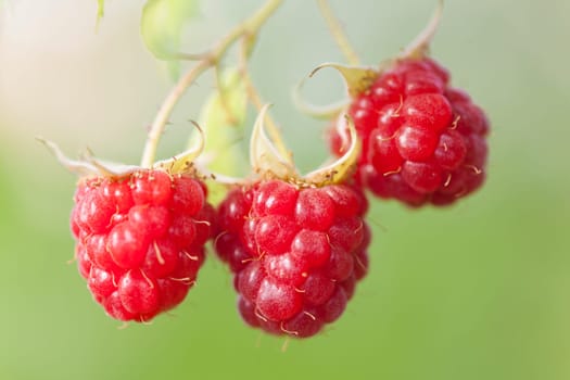 Fruit Raspberry on branch, green blured background