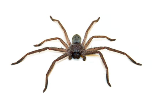 Australian Huntsman Spider