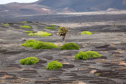 palm tree in volcanic wineyard area La Geria in Lanzarote