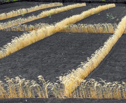 field on volcanic soil with golden row of corn in Lanzarote