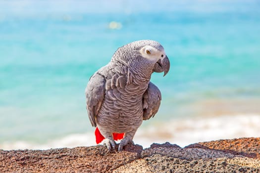 beautiful ara sitting on a wall at the beach promenade