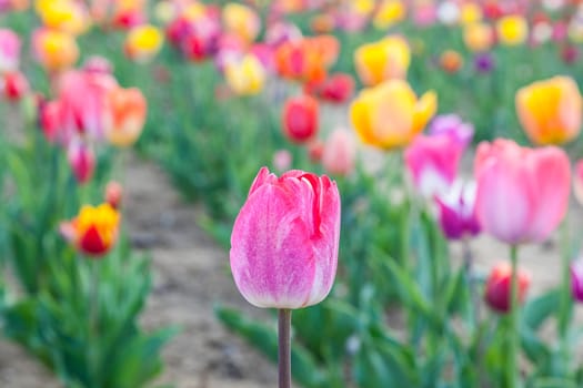 Spring field with blooming colorful tulips