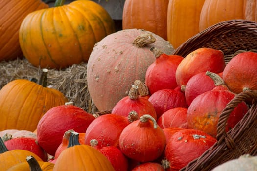 Gourds