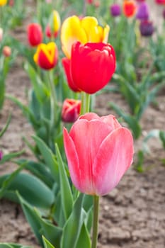 Spring field with blooming colorful tulips