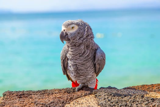 beautiful ara sitting on a wall at the beach promenade