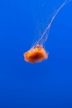 jelly fish in the blue sea