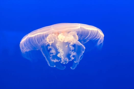 jelly fish in the blue sea