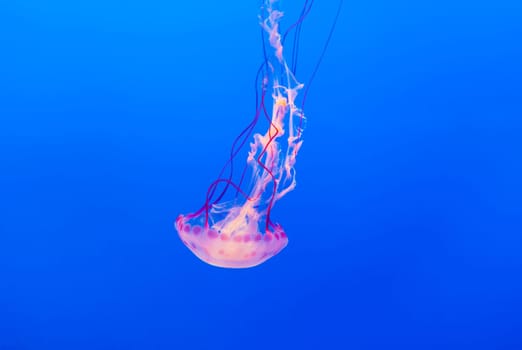 jelly fish in the blue sea
