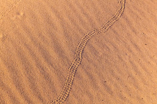 mark of snake in sand dune in the desert