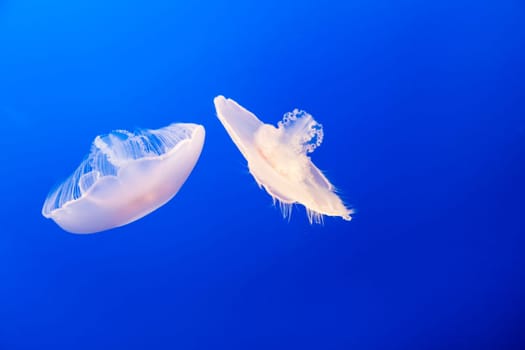jelly fish in the blue sea