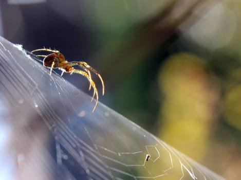 Autumn spider (Metellina segmentata) backlit