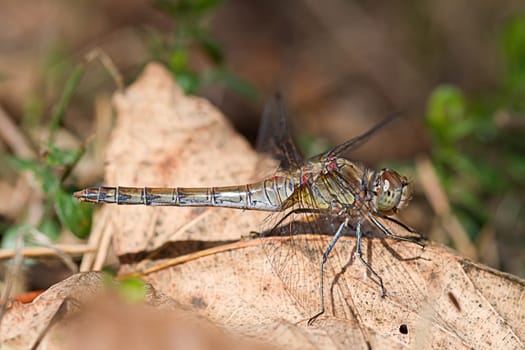 Dragonfly